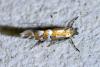 Phyllonorycter sp.
